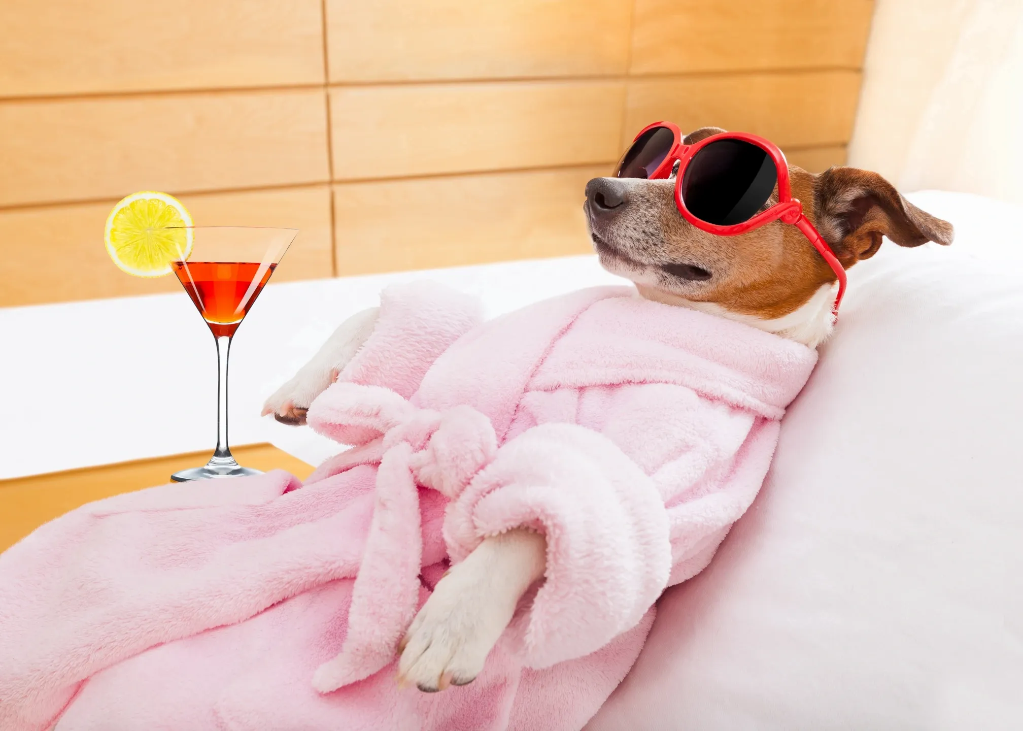 Comfortable pet grooming salon with professional grooming equipment and care stations
