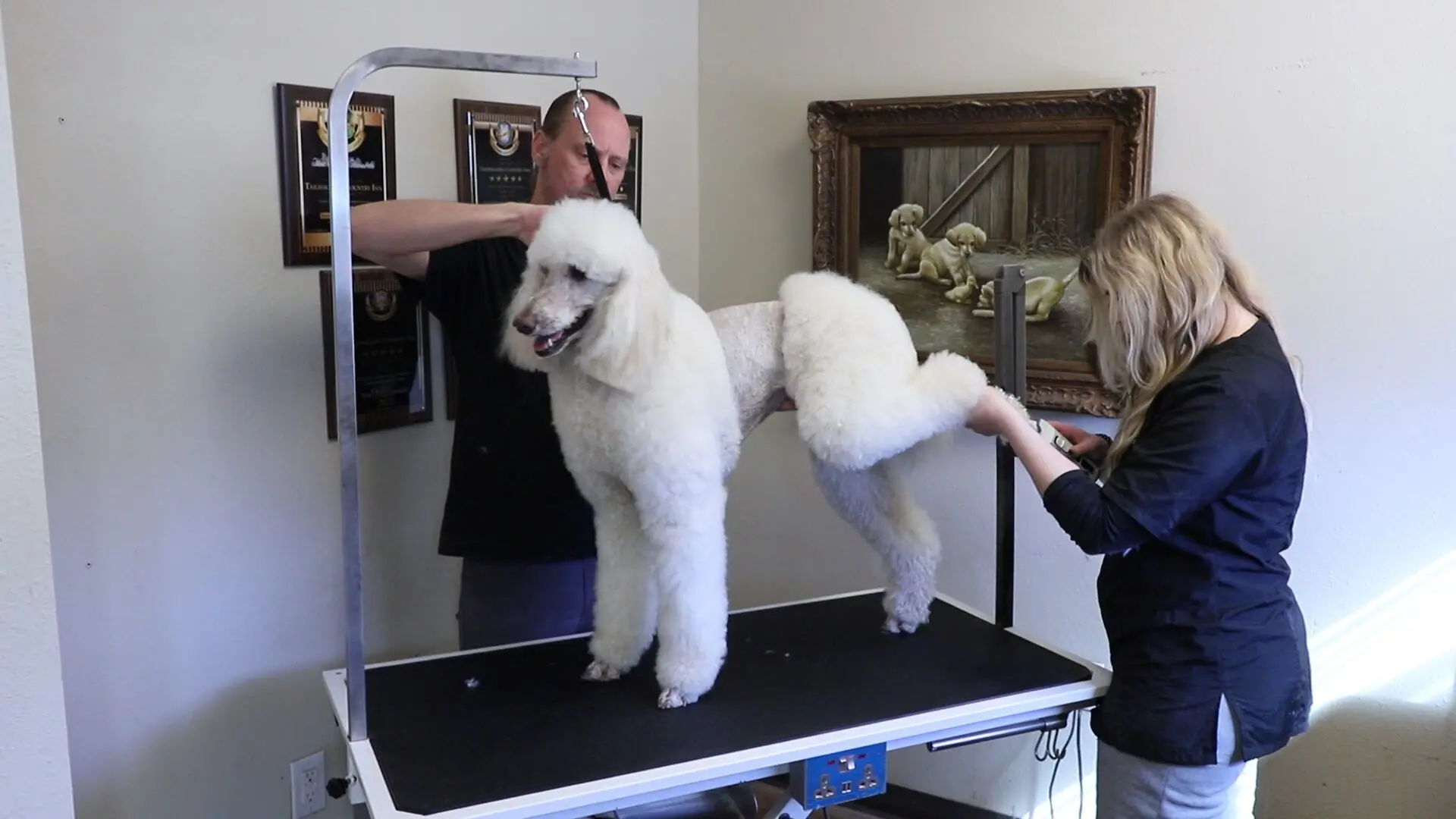 Pet grooming station prepared for gentle bathing, brushing, and coat care