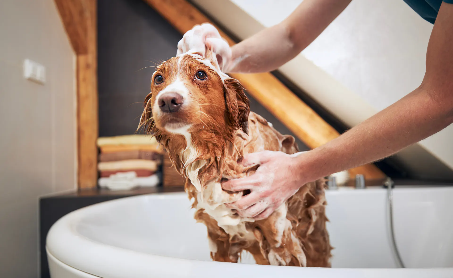 Professional pet grooming salon with comfortable grooming stations and care equipment