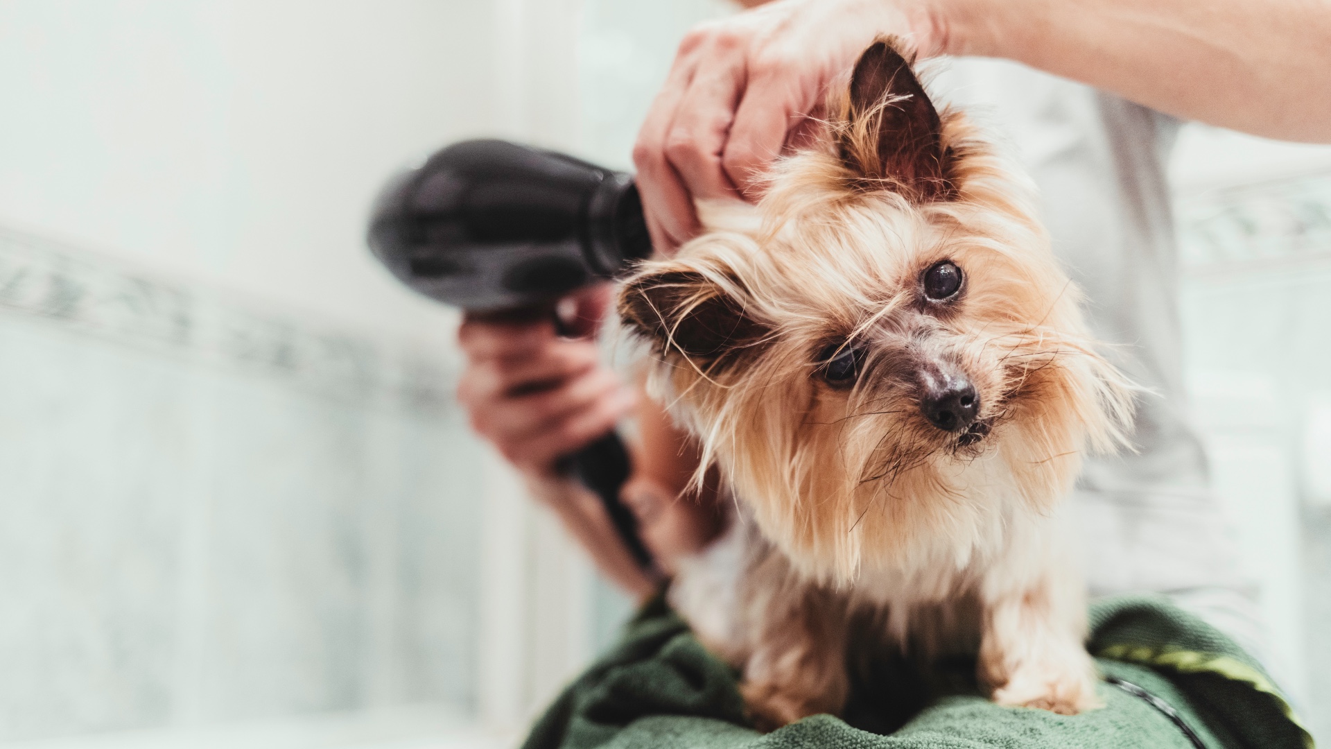 Pet grooming preparation area with brushes, towels, and coat care supplies