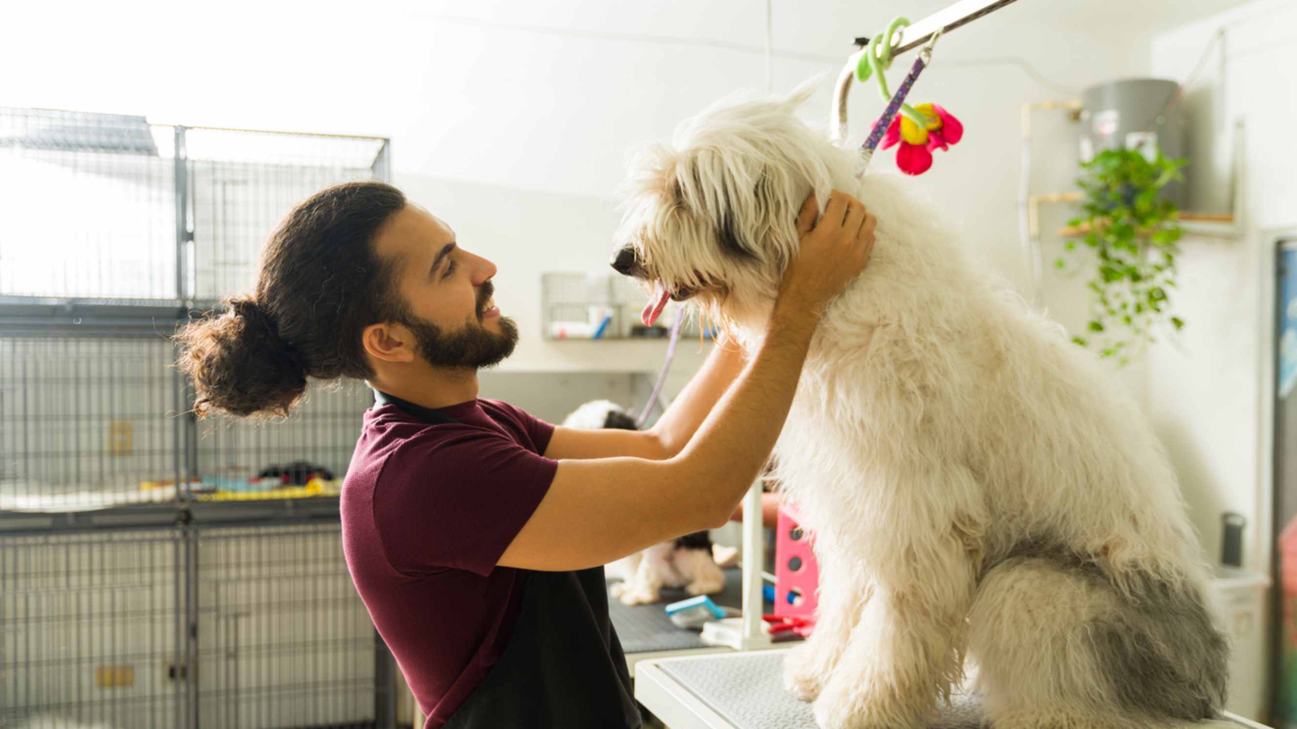 Calm dog receiving attentive care from a professional pet groomer