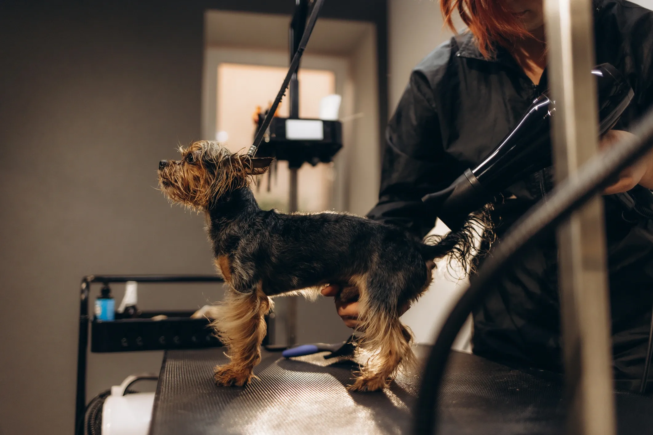Pet grooming tools and supplies arranged for coat trimming and routine maintenance