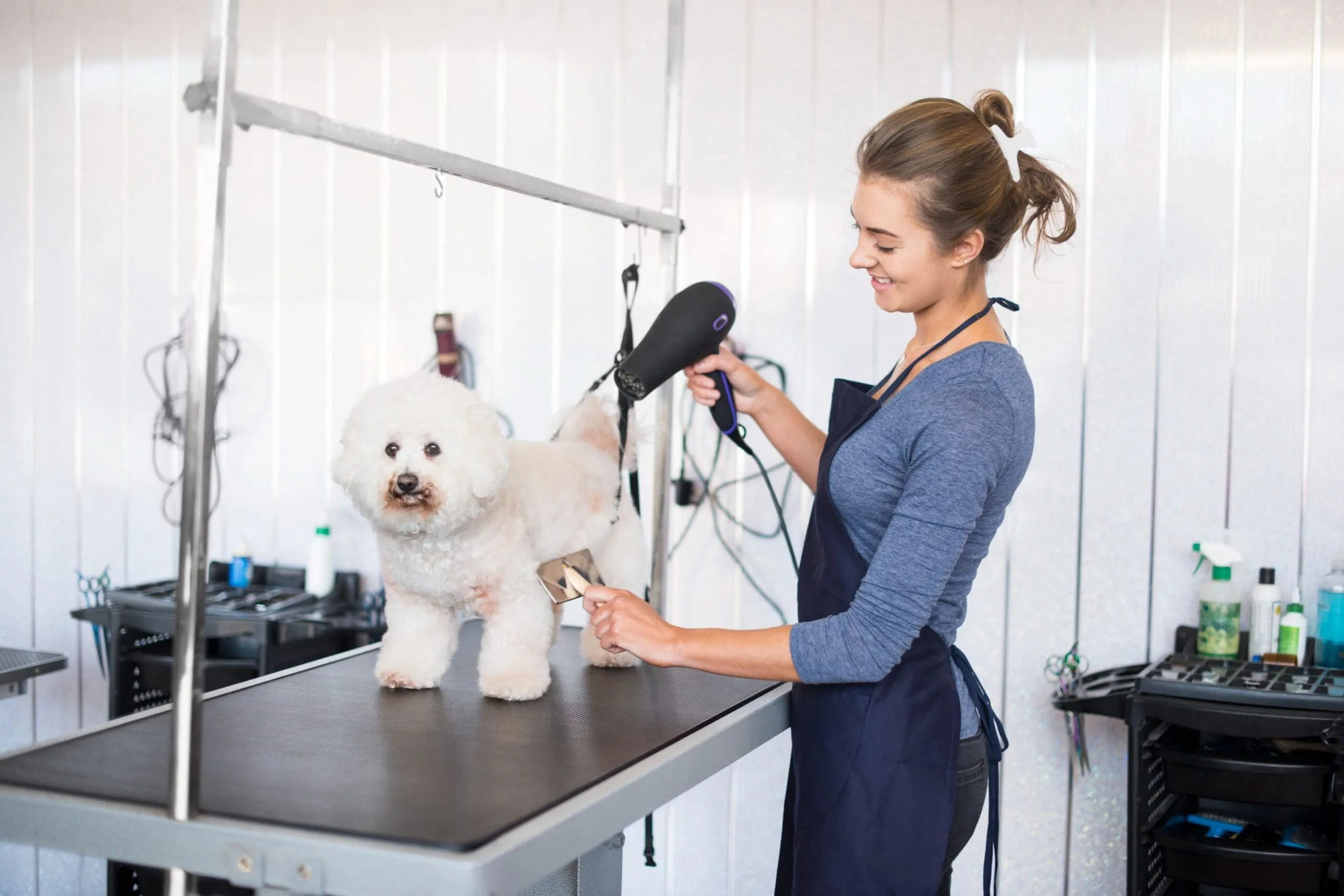 Overview of pet grooming stations and equipment for bathing, brushing, and coat trimming